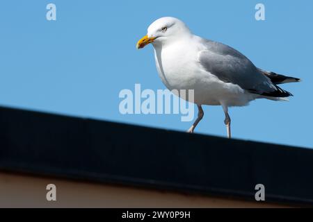 gabbiano di aringa larus argentatus, parti superiori e ali grigie punte delle ali nere testa bianca e parti inferiori becco giallo con macchia rossa alla punta gambe rosa occhio pallido Foto Stock