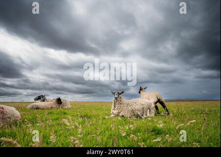 Pecore su un campo erboso, paesaggio rurale, cielo torbido nuvoloso, Duncansby Stacks, Mare del Nord, Duncansby Head, John o'Groats, Scozia, Regno Unito Foto Stock