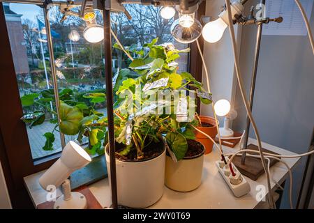 Le piante di Geranium coltivano luci dove alcune foglie sono ricoperte di fogli di alluminio. Più tardi, le foglie vengono bollite nello spirito e spruzzate con iodio. BIO Foto Stock