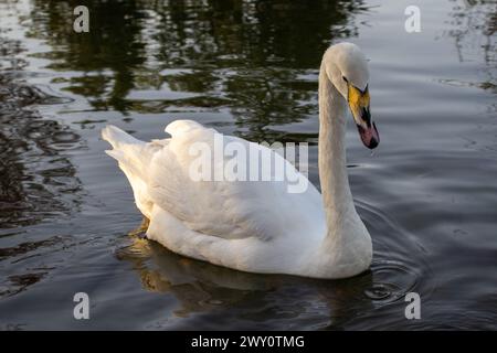 Un cigno con un becco giallo nuota graziosamente nel lago Foto Stock