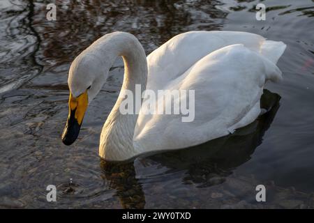 Un cigno con un becco giallo nuota graziosamente nel lago Foto Stock