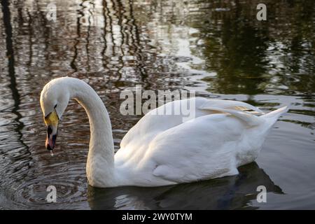 Un cigno con un becco giallo nuota graziosamente nel lago Foto Stock