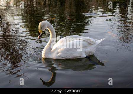 Un cigno con un becco giallo nuota graziosamente nel lago Foto Stock