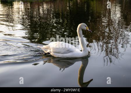 Un cigno con un becco giallo nuota graziosamente nel lago Foto Stock