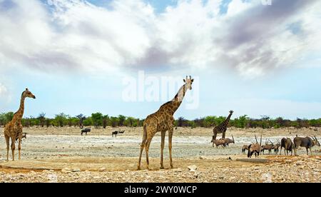 Vaste pianure africane aperte con vari animali, tra cui giraffe, Oryx, Eland, Red Hartebees tand Wildebeest, tutti visti mentre si è fuori in un gioco di auto-guida Foto Stock