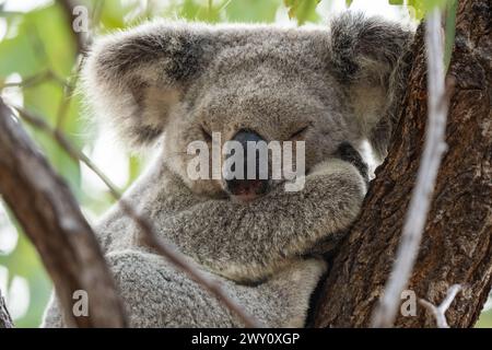 Koala selvaggi sulla Forts Walk, Magnetic Island, Australia Foto Stock