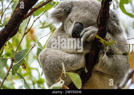 Koala selvaggi sulla Forts Walk, Magnetic Island, Australia Foto Stock