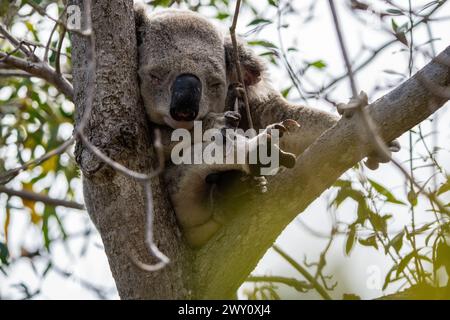 Koala selvaggi sulla Forts Walk, Magnetic Island, Australia Foto Stock