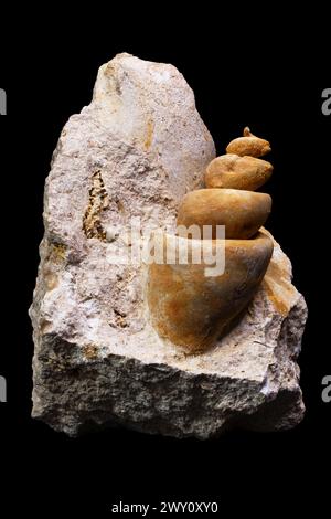 Fossile di Turritella su sfondo nero Foto Stock