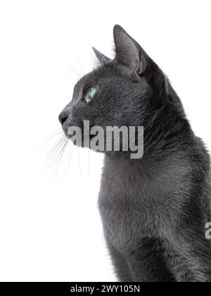 Un colpo di Haed di un gatto Korat adulto, che si siede sui lati. Guardare lontano dalla fotocamera mostrando il profilo e l'occhio verde intens. isolato su sfondo bianco. Foto Stock