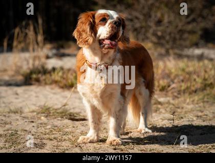 Un cane bruno e bianco in piedi su un sentiero sterrato Foto Stock