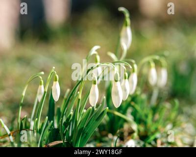 Il dolce ondeggiamento delle nevi nella brezza della Lettonia porta un senso di rinnovamento alla terra Foto Stock