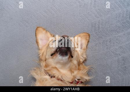 Un giovane Golden retriever maschio giace sul divano sulla schiena nel salotto di casa, desideroso di giocare. Foto Stock