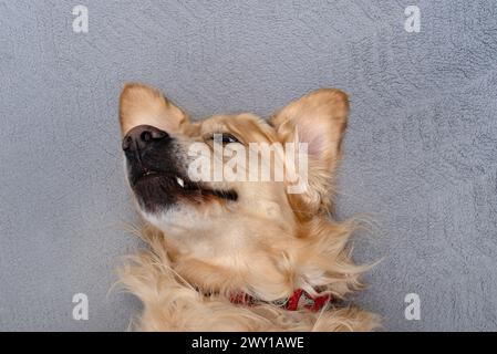 Un giovane Golden retriever maschio giace sul divano sulla schiena nel salotto di casa, desideroso di giocare. Foto Stock