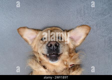 Un giovane Golden retriever maschio giace sul divano sulla schiena nel salotto di casa, desideroso di giocare. Foto Stock