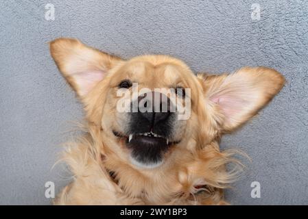 Un giovane Golden retriever maschio giace sul divano sulla schiena nel salotto di casa, desideroso di giocare. Foto Stock