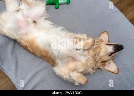 Un giovane Golden retriever maschio giace sul divano sulla schiena nel salotto di casa, desideroso di giocare. Foto Stock