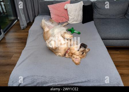 Un giovane Golden retriever maschio giace sul divano sulla schiena nel salotto di casa, desideroso di giocare. Foto Stock
