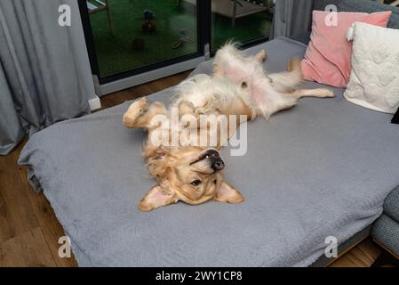 Un giovane Golden retriever maschio giace sul divano sulla schiena nel salotto di casa, desideroso di giocare. Foto Stock