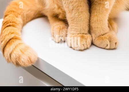 gatto dello zenzero seduto sul bordo del tavolo. zampe di gatto da vicino. gatto seduto sul tavolo Foto Stock