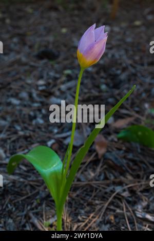 Un tulipano cretese (Tulipa saxatilis) con le sue delicate sfumature lilla e gialle (verticale) Foto Stock