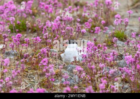 La terna comune si trova su un nido tra i fiori rosa da vicino Foto Stock