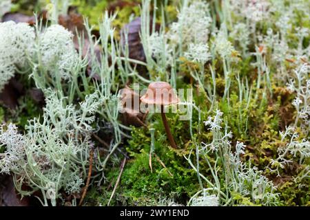 Piccolo fungo tra il muschio Foto Stock