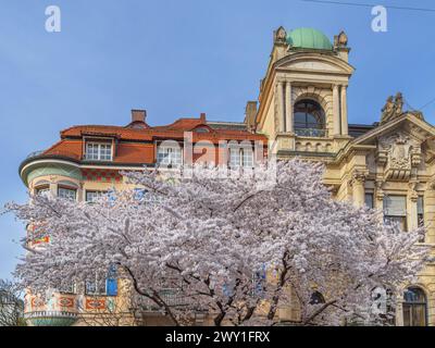 Alberi splendidamente fioriti di fronte a una splendida villa vecchia a Schwabing, Monaco, Baviera, Germania Foto Stock