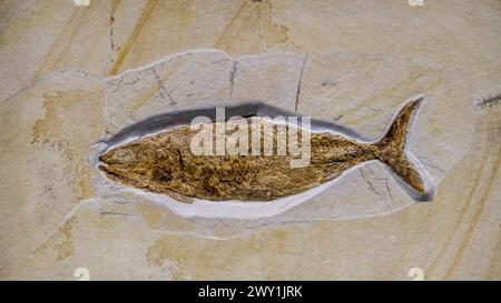 Uno scheletro di pesce su una roccia in una mostra museale a Milano, Italia. Foto Stock