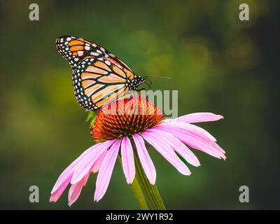 Una farfalla monarca (Danaus Plexippus) sorseggiando il nettare attraverso la sua proboscide da un fiore di Echinacea, sfondo naturale sfocato, copia spazio Foto Stock