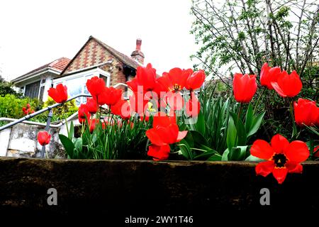 fiori di tulipani rossi nel giardino residenziale anteriore, robusto, canterbury, kent, regno unito aprile 2024 Foto Stock