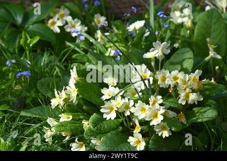 Primrose selvatiche, Primula Vulgaris e Myosotis sylvatica Forget-me-Not naturalizzata in erba nella marcia del giardino del Regno Unito Foto Stock