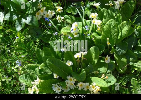 Primrose selvatiche, Primula Vulgaris e Myosotis sylvatica Forget-me-Not naturalizzata in erba nella marcia del giardino del Regno Unito Foto Stock