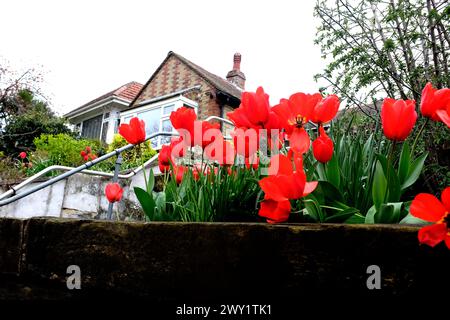 fiori di tulipani rossi nel giardino residenziale anteriore, robusto, canterbury, kent, regno unito aprile 2024 Foto Stock