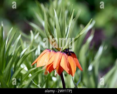 Crown Imperial, Imperial fritillary o Kaiser's Crown, Kaiserkrone, fritillaire impériale, Fritillaria imperialis, császárkorona Foto Stock