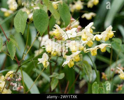 Barrenwort, Epimedium x versicolor 'Sulphureum', kénsárga tündérvirág Foto Stock