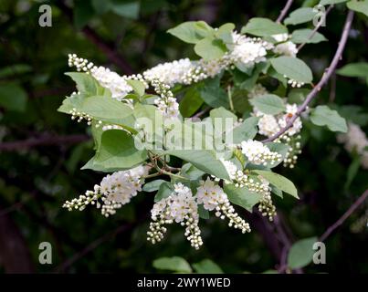 Prunus padus Foto Stock