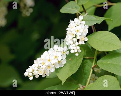 Prunus padus Foto Stock