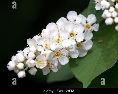 Prunus padus Foto Stock