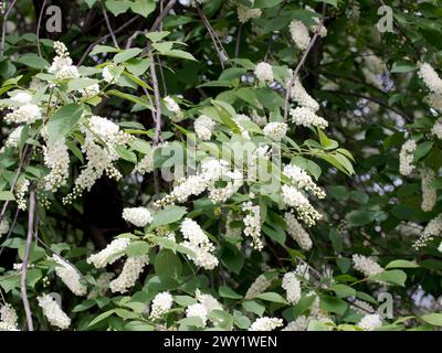 Prunus padus Foto Stock