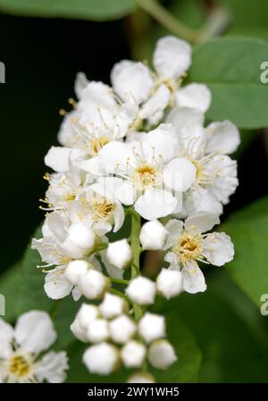 Prunus padus Foto Stock