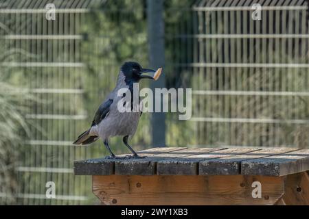 Un corvo grigio con un pezzo di pane nel becco, in piedi su un tavolo da picnic in legno. Foto Stock