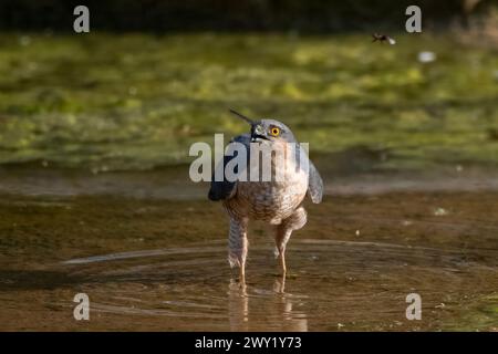 Lo sparrowhawk eurasiatico (Accipiter nisus), noto anche come lo sparrowhawk settentrionale o semplicemente lo sparrowhawk, osservato nella Jhalana Leopard Reserve nel Rajas Foto Stock