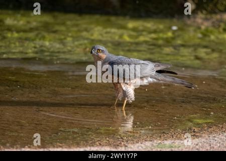 Lo sparrowhawk eurasiatico (Accipiter nisus), noto anche come lo sparrowhawk settentrionale o semplicemente lo sparrowhawk, osservato nella Jhalana Leopard Reserve nel Rajas Foto Stock