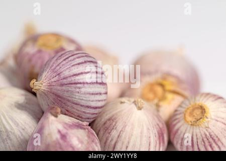 Aglio solo su sfondo bianco Foto Stock