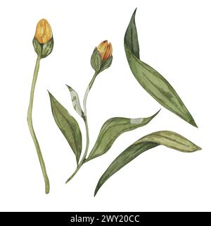Set di boccioli di fiori e foglie di arnica montana. Parti della pianta gialla del tabacco di montagna. Clipart di acquerello disegnato a mano per il confezionamento e la stampa in cosmetici, medicina, industria Foto Stock
