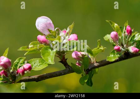Gemme rosa con foglie verdi sul ramo di un melo Foto Stock