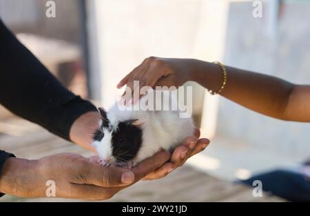 Una foto ravvicinata di una cavia in bianco e nero, comodamente incastonata nelle mani di una persona. Foto Stock