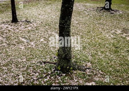 Washington, Stati Uniti. 3 aprile 2024. I petali di fioritura caduti hanno spazzato via alcune delle centinaia di ciliegi intorno al bacino delle maree il 3 aprile 2024 a Washington DC il National Park Service abbatterà circa 300 alberi, di cui 140 saranno i famosi ciliegi, in modo che possano riparare e ricostruire le pareti marittime che si guastano attorno al bacino delle Tidal. Le pareti marine sono state costruite alla fine degli anni '1800 e alcune sezioni sono affondate fino a 5 piedi a causa di scarso drenaggio, erosione e innalzamento del livello dell'acqua. (Foto di Samuel Corum/Sipa USA) credito: SIPA USA/Alamy Live News Foto Stock
