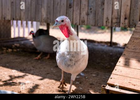 Un maestoso tacchino maschile con un sonaglino rosso e una snood si muove con sicurezza su un pascolo verde vibrante in una giornata di sole. Foto Stock